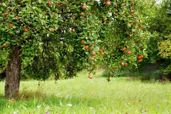 Schaumwein aus alten Apfel- und Birnensorten – nachhaltig produziert aus oberösterreichischem Streuobst
