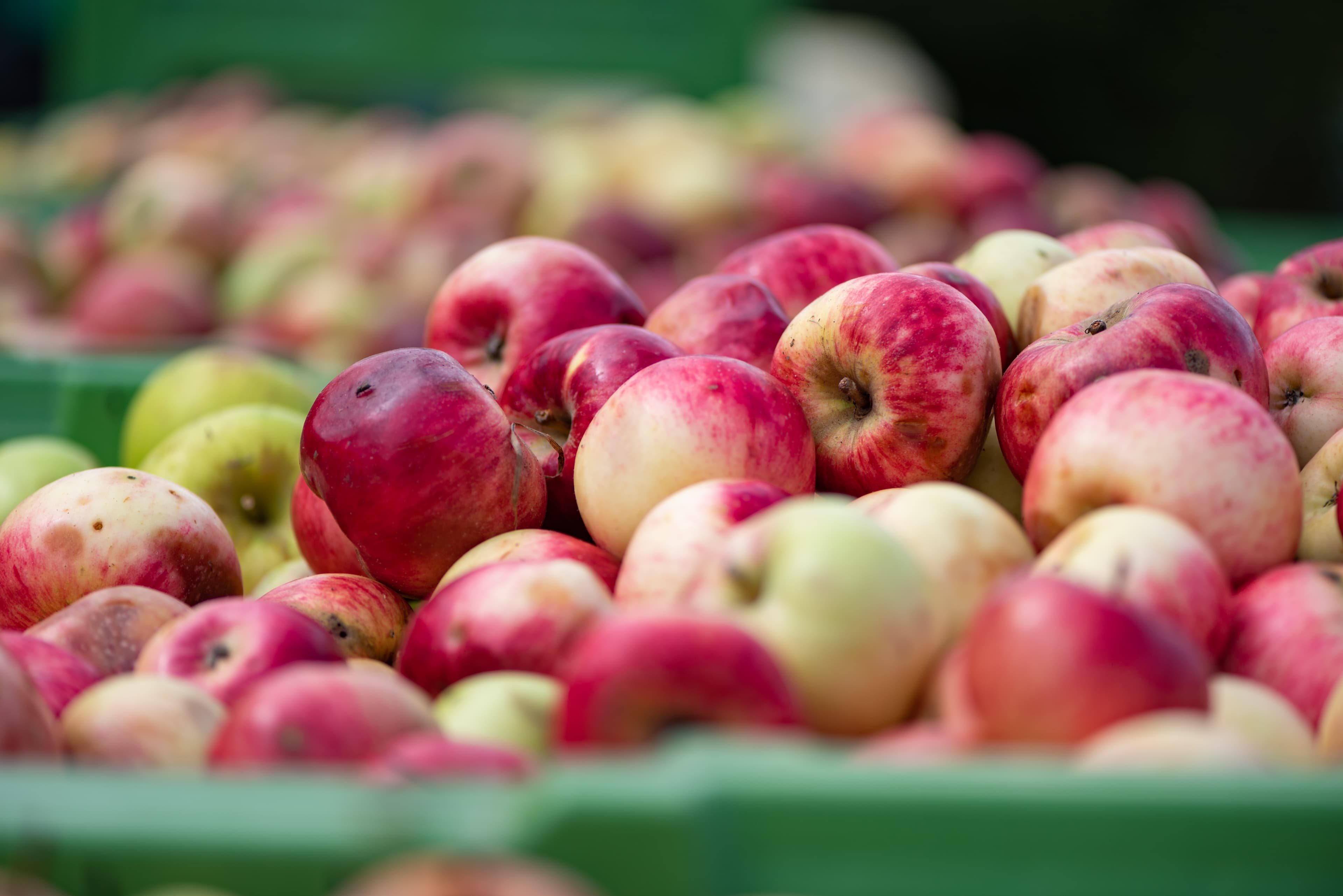 Apfelschaumwein aus Oberösterreich – fruchtiger Genuss aus nachhaltig bewirtschafteten Streuobstwiesen