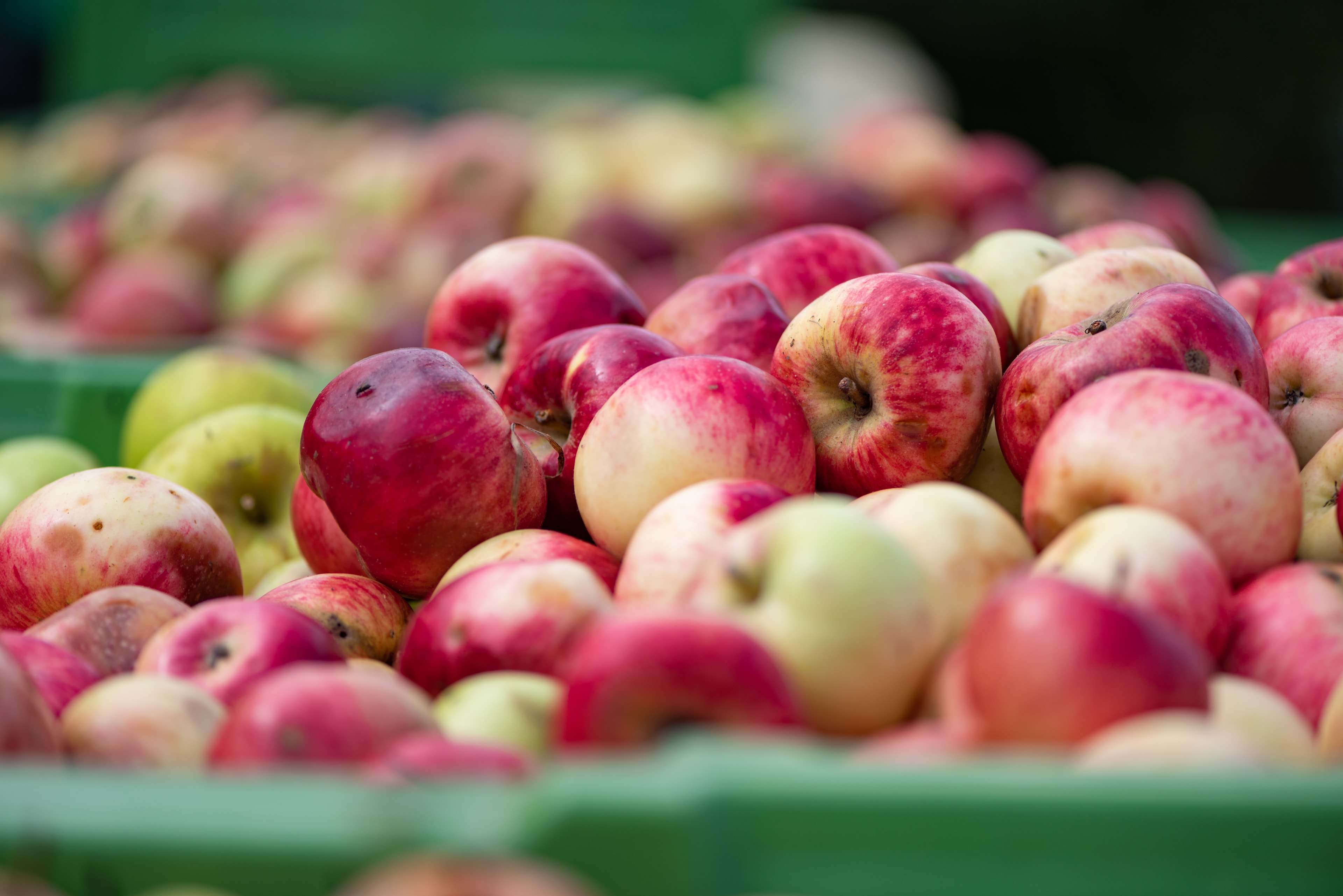 Apfelschaumwein aus Oberösterreich – fruchtiger Genuss aus nachhaltig bewirtschafteten Streuobstwiesen